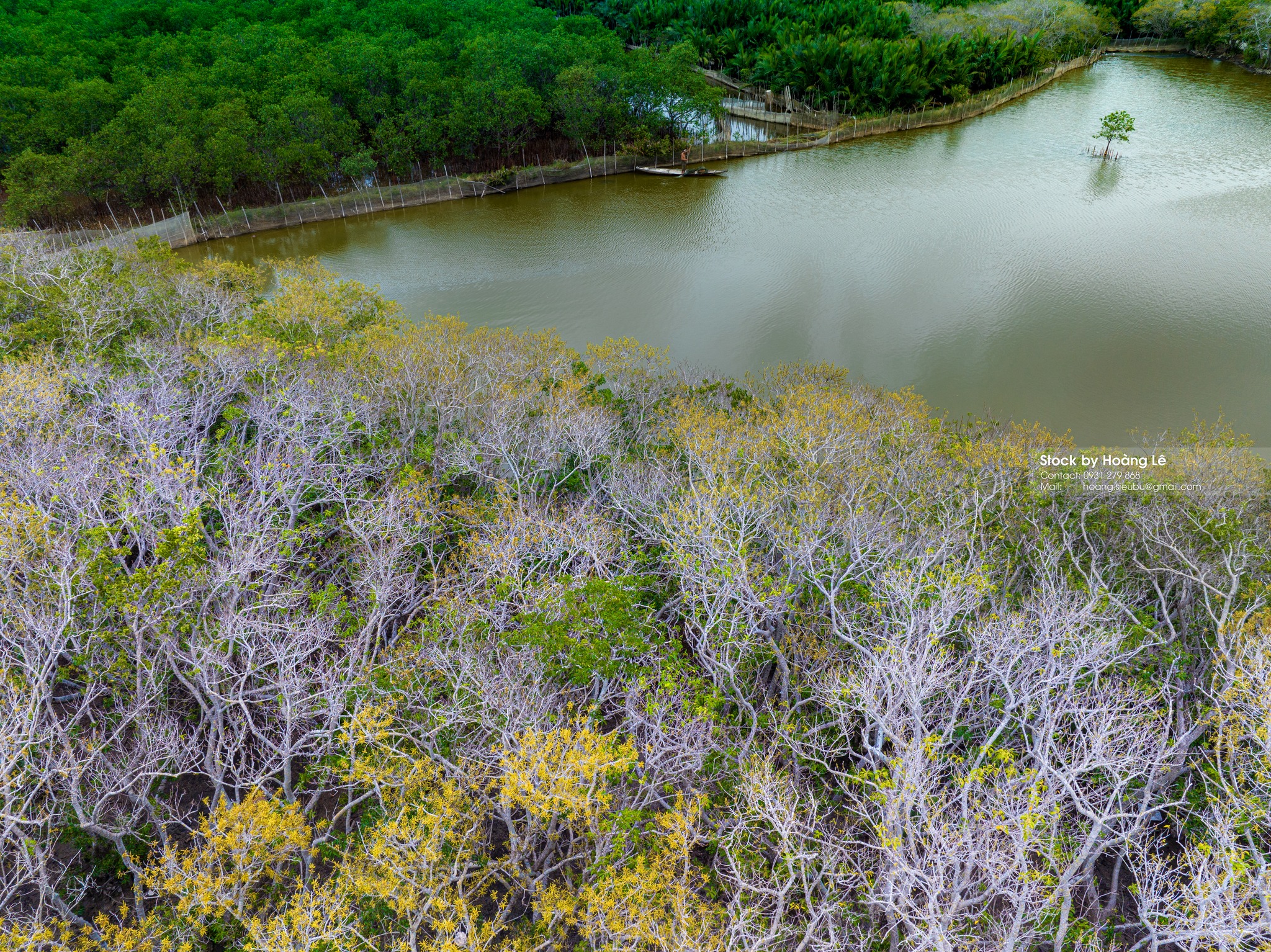 Rú Chá Mangrove Forest Hue